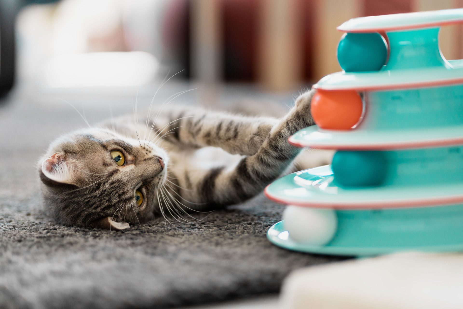 american-shorthair-laying-on-a-rug-and-playing-wit-2025-02-05-04-14-26-utc