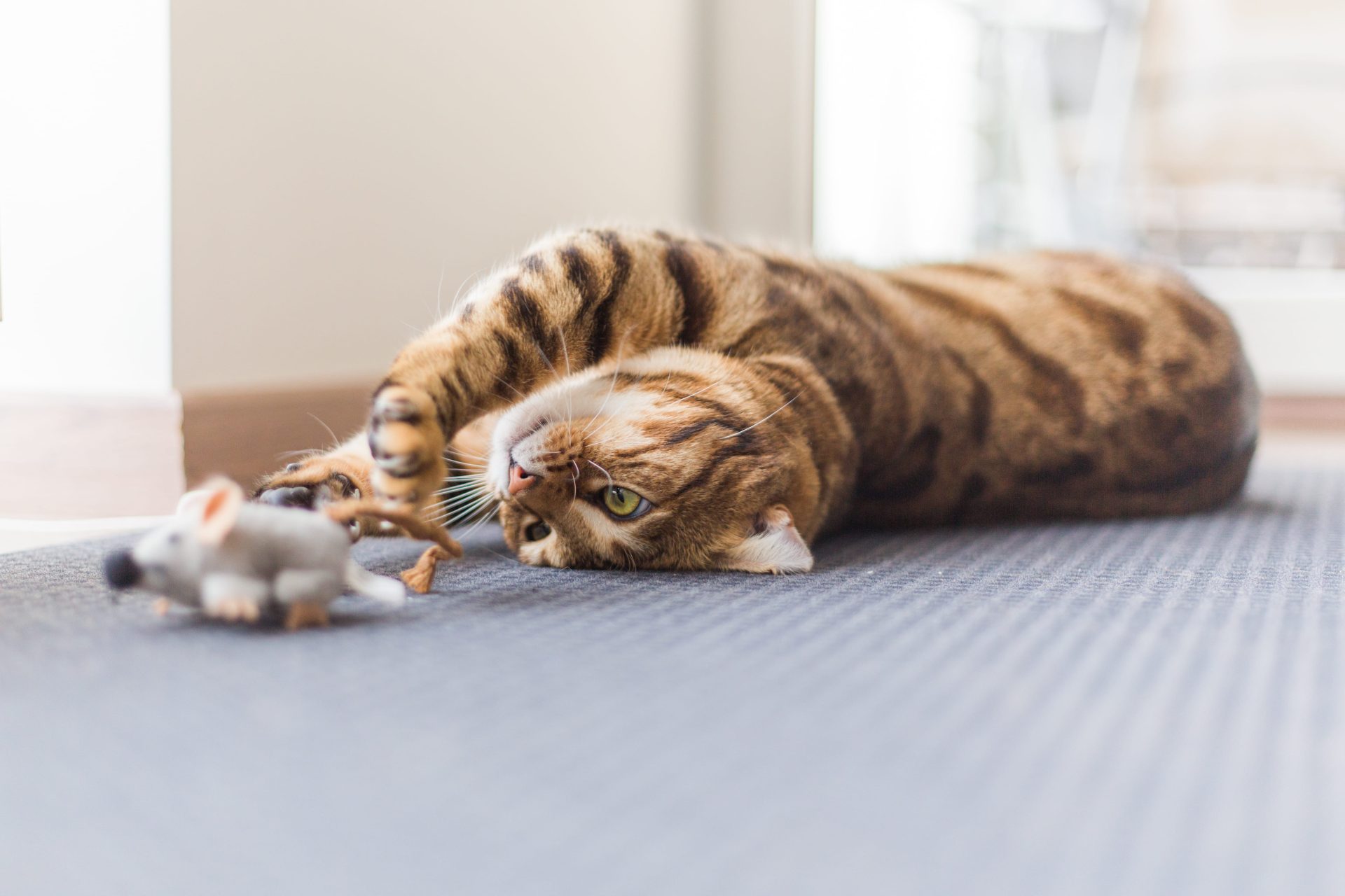 closeup-of-an-adorable-bengal-cat-lying-on-the-flo-2025-02-02-20-31-22-utc