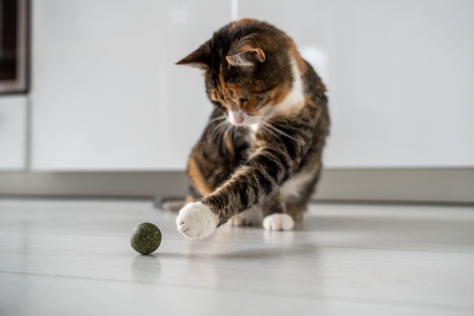playful-fluffy-kitty-pulls-paw-towards-toy-catnip-2023-11-27-04-53-39-utc